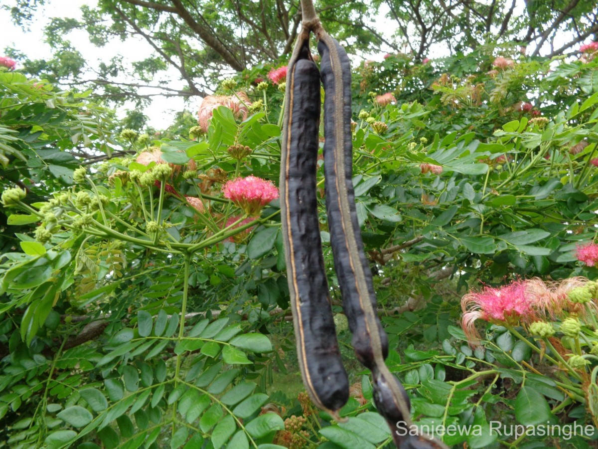 Samanea saman (Jacq.) Merr.